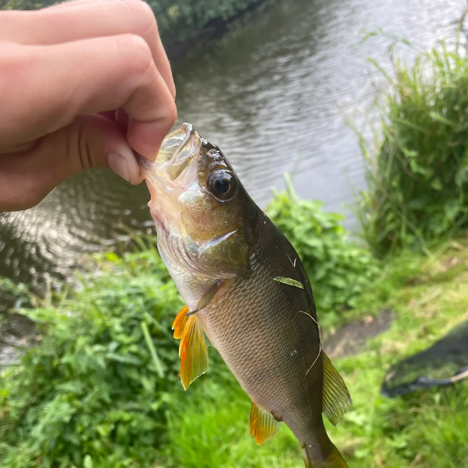 European perch caught on Fishbrain