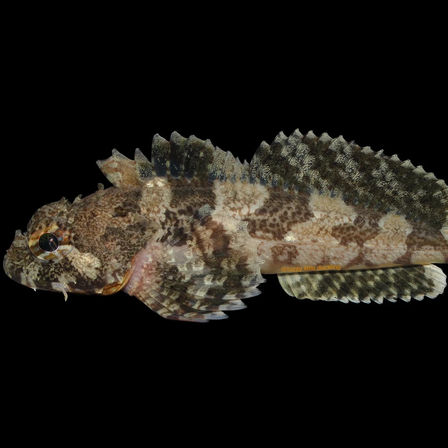 The most recent Brown Irish lord catches on Fishbrain