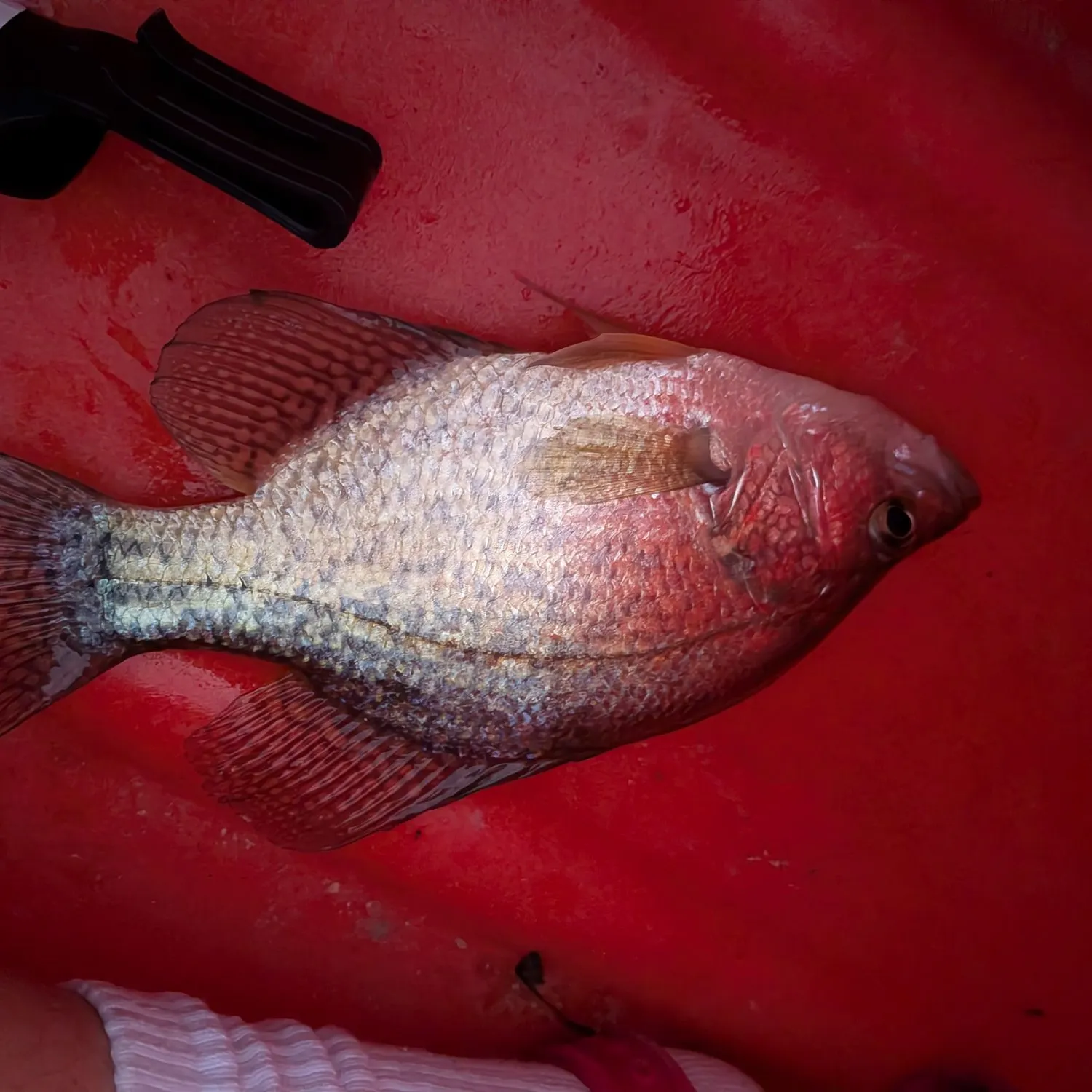 Black crappie caught on Fishbrain