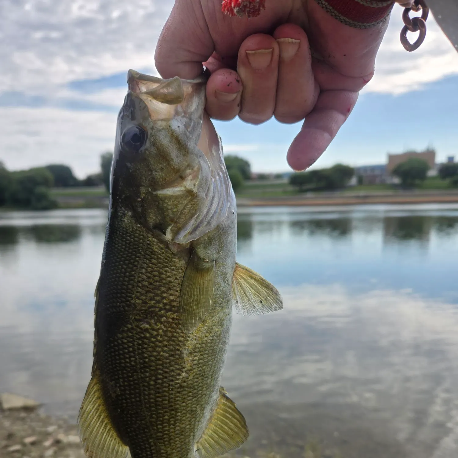 Smallmouth bass caught on Fishbrain