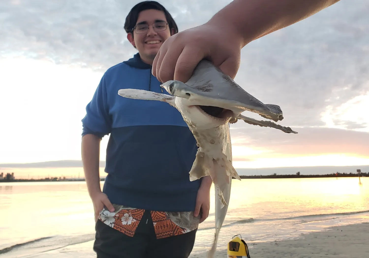 Smooth hammerhead shark