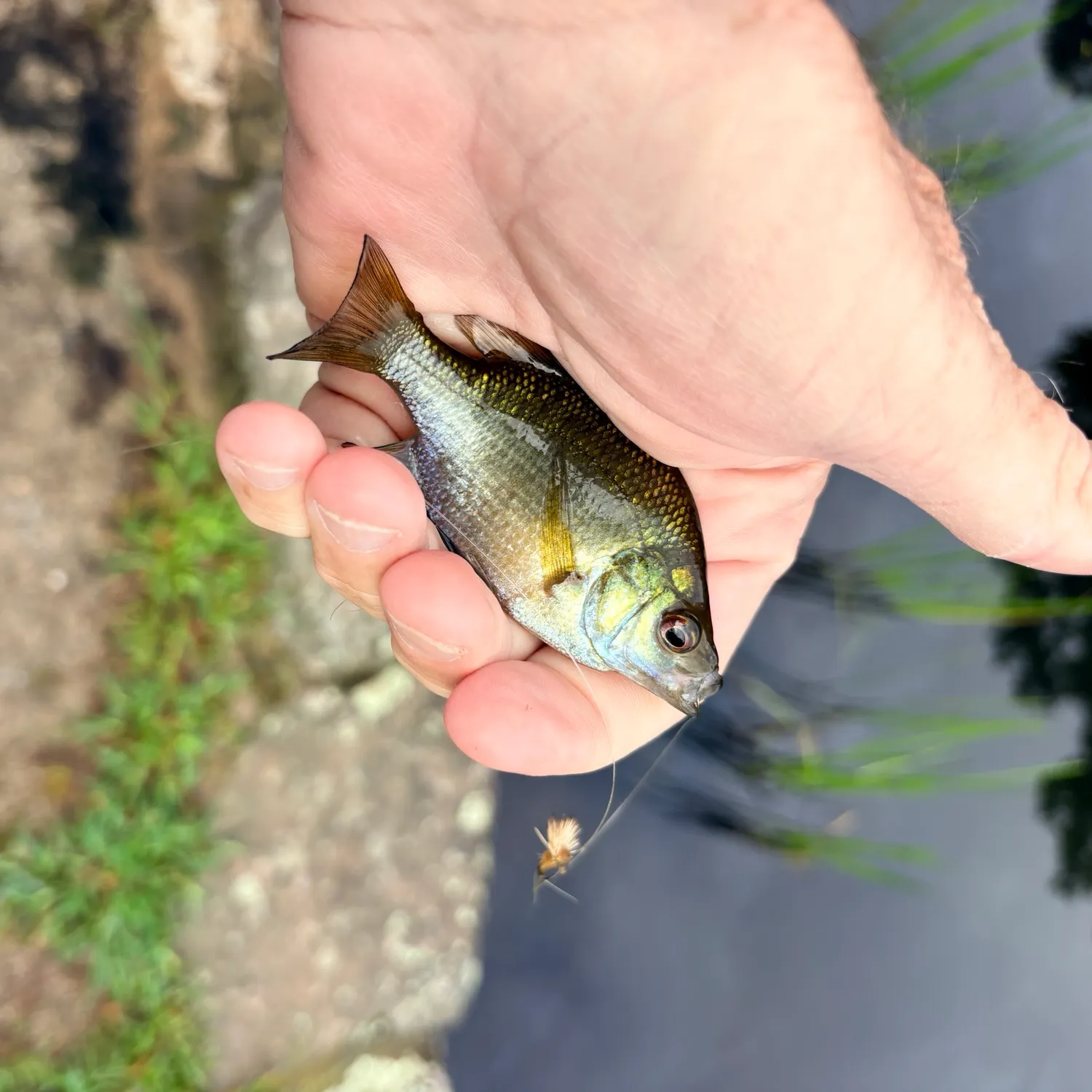White perch caught on Fishbrain