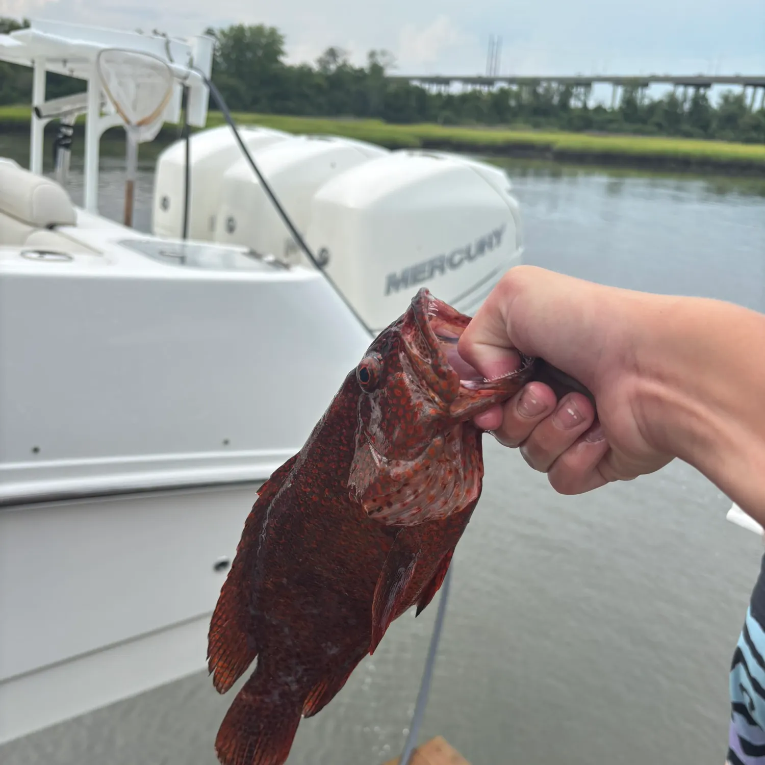 The most recent Red hind grouper catches on Fishbrain