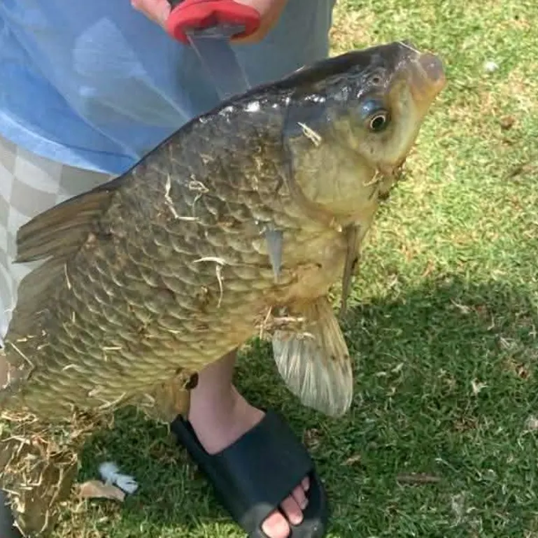 The most recent Common carp catches on Fishbrain