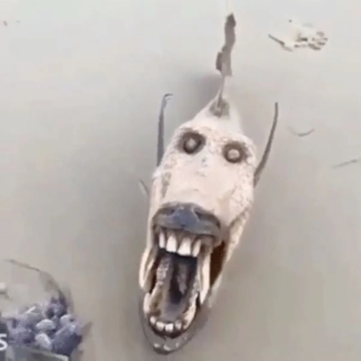 The most recent Golden trevally catches on Fishbrain