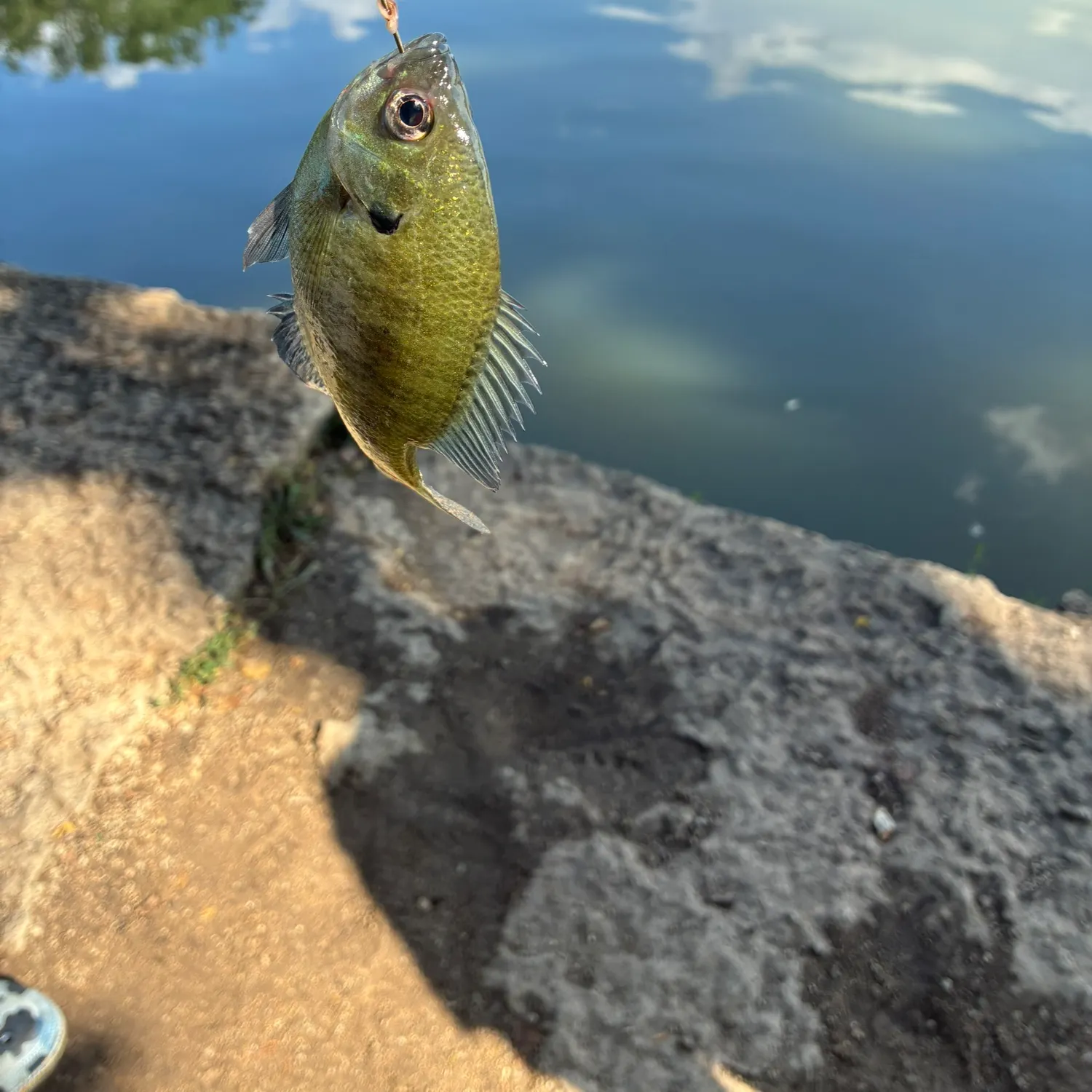 The most recent Wargill hybrid catches on Fishbrain