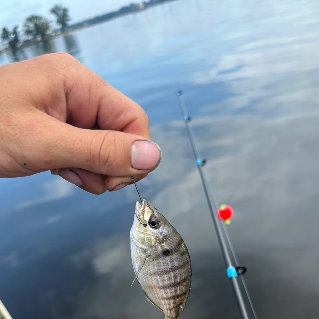 Spot croaker caught on Fishbrain