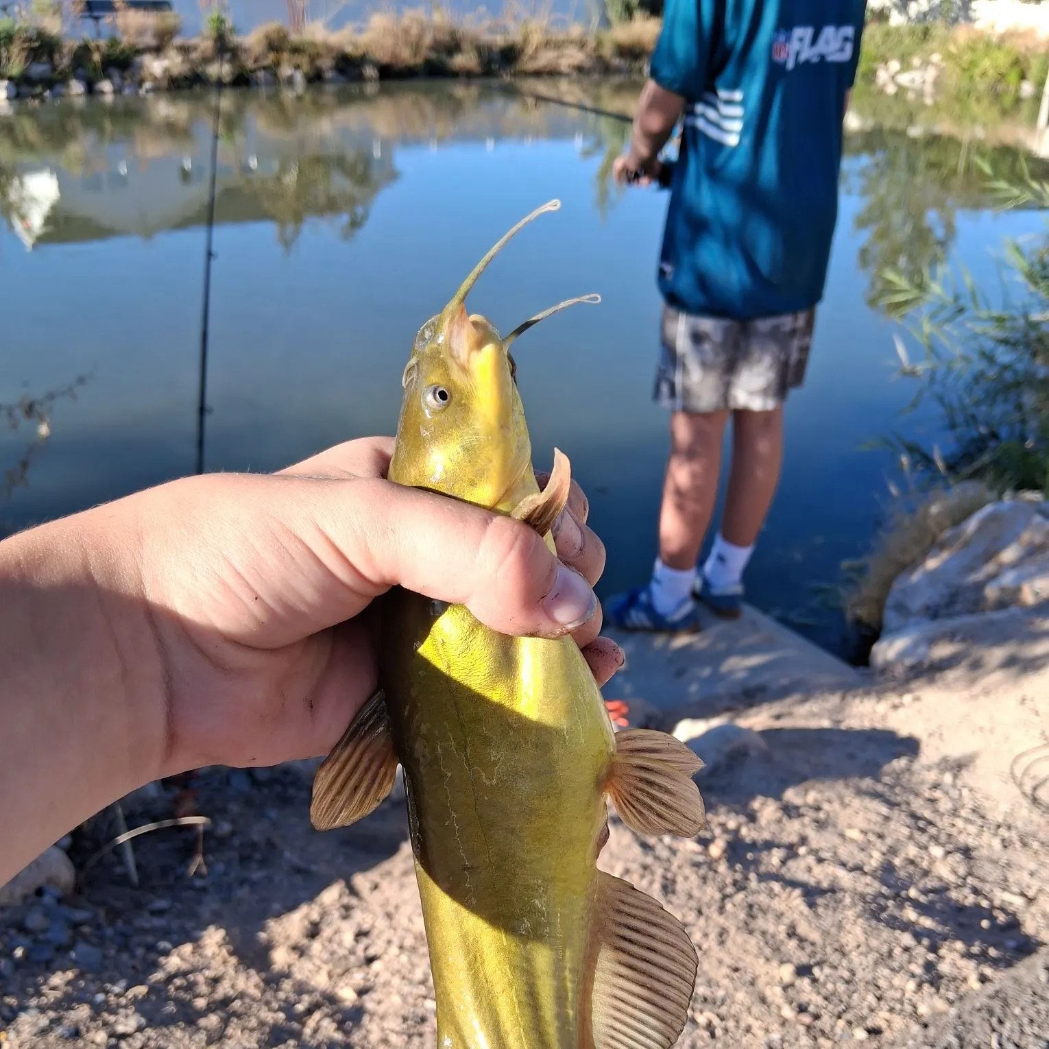 Yellow bullhead caught on Fishbrain