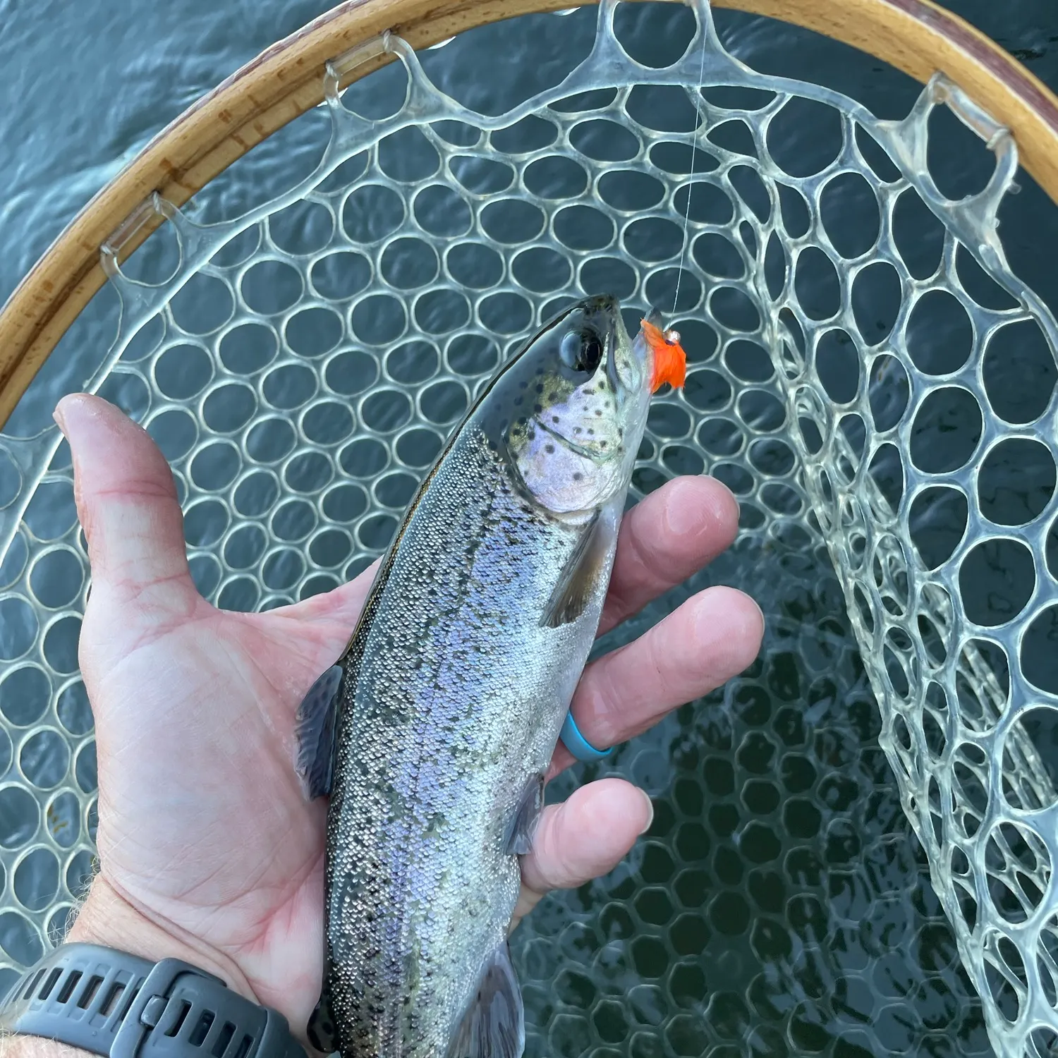 Rainbow trout caught on Fishbrain