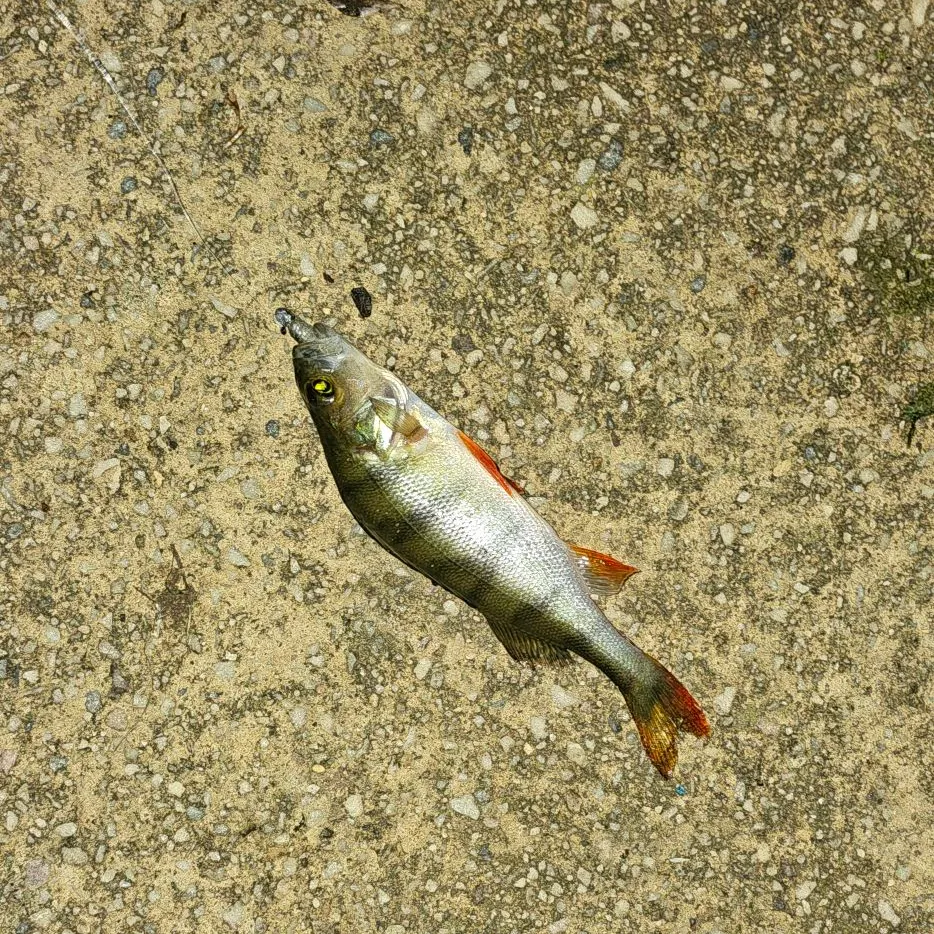 European perch caught on Fishbrain
