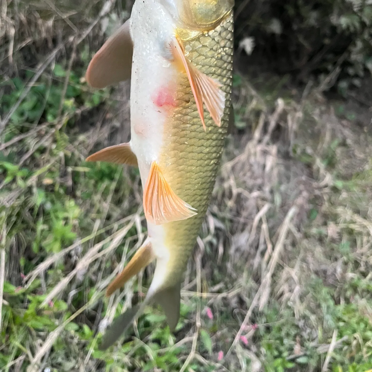 Fish caught on Fishbrain