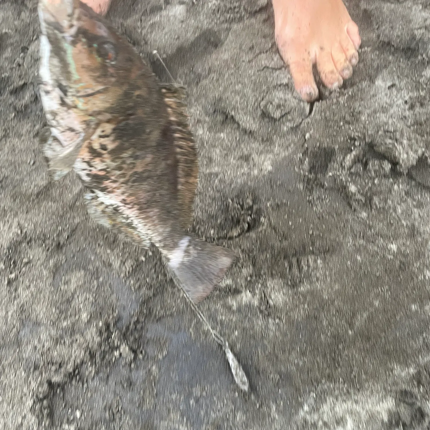 The most recent Tripletail wrasse catches on Fishbrain