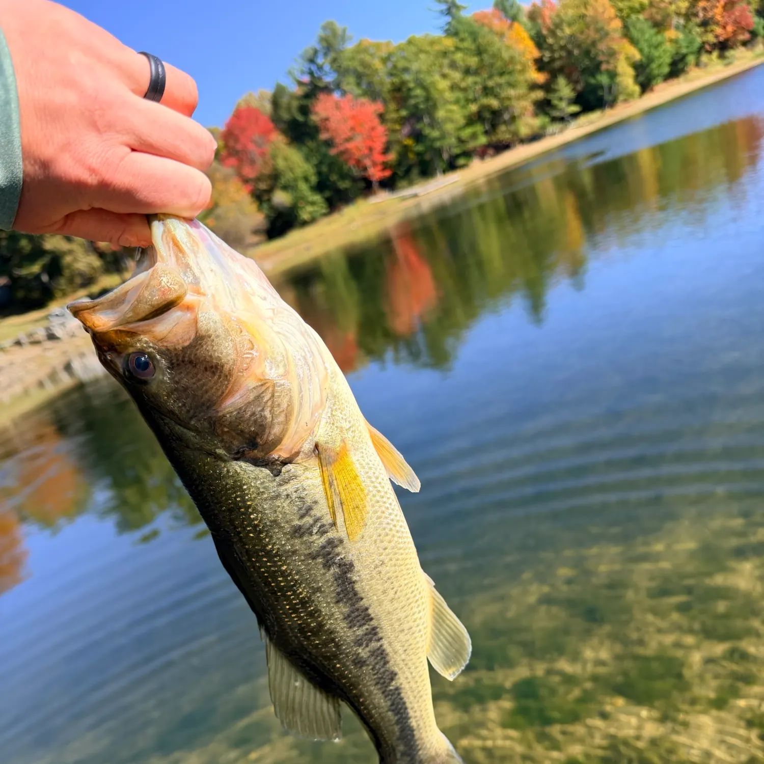Largemouth bass caught on Fishbrain