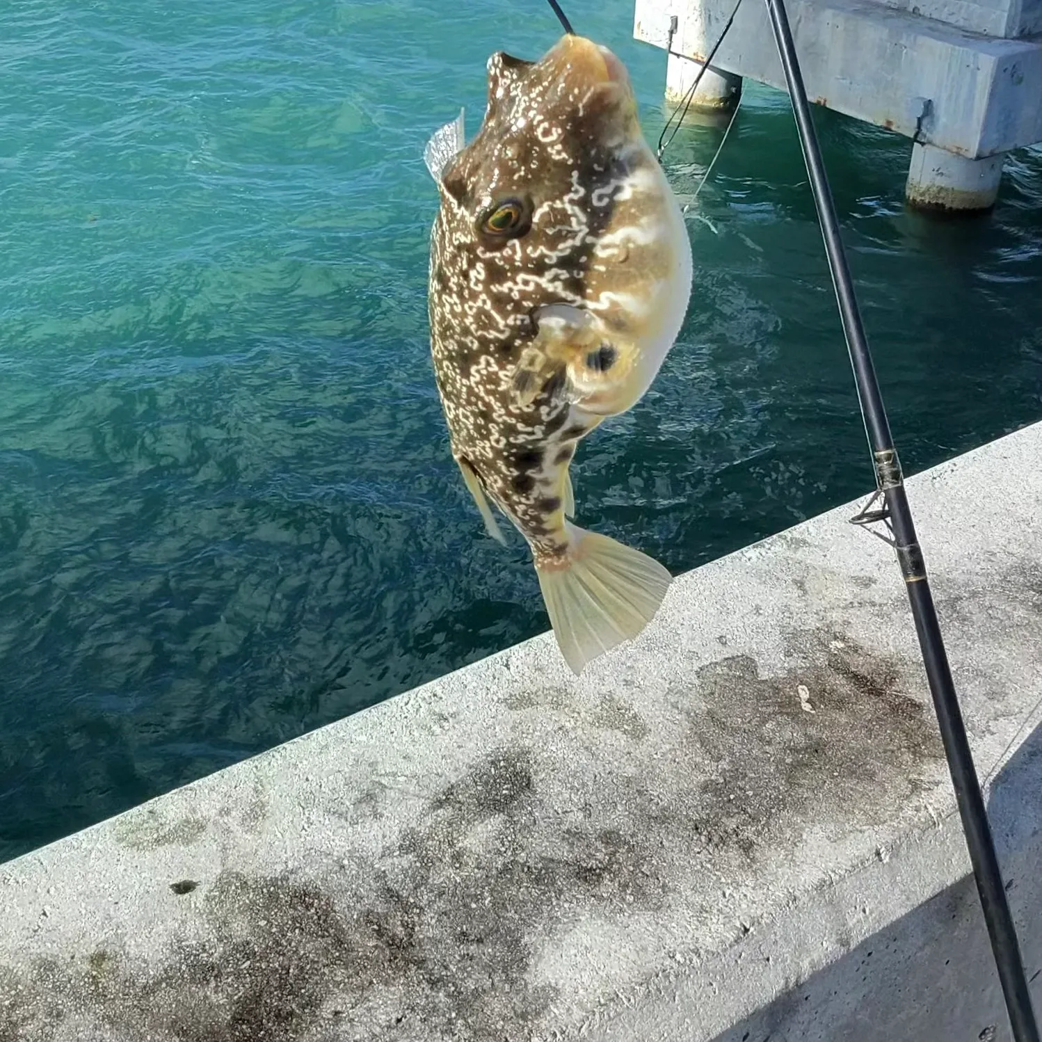 The most recent Southern puffer catches on Fishbrain