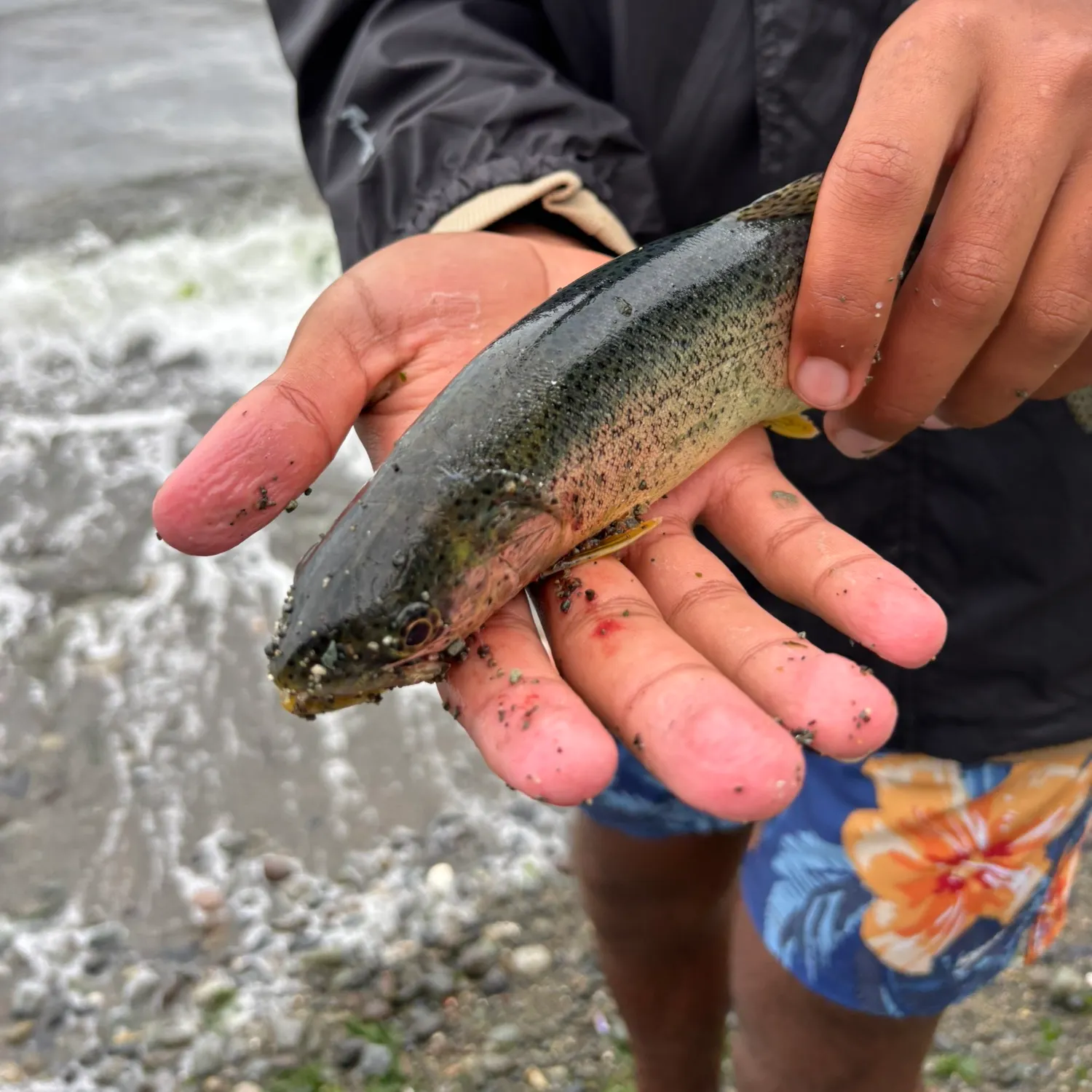 The most recent Pink salmon catches on Fishbrain
