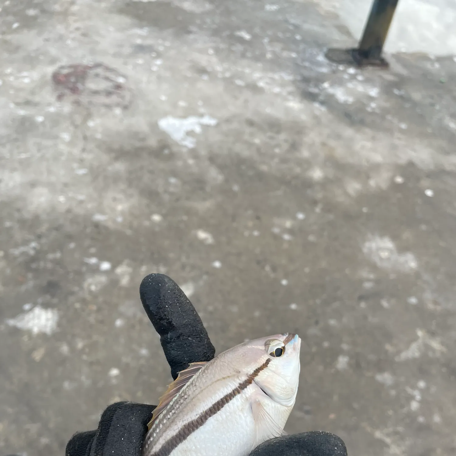 The most recent Striped whiptail catches on Fishbrain