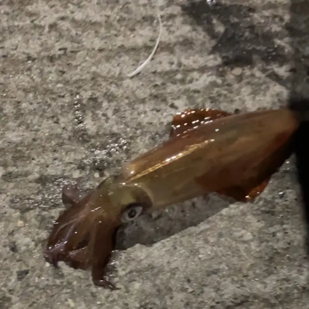 The most recent Gould's squid catches on Fishbrain