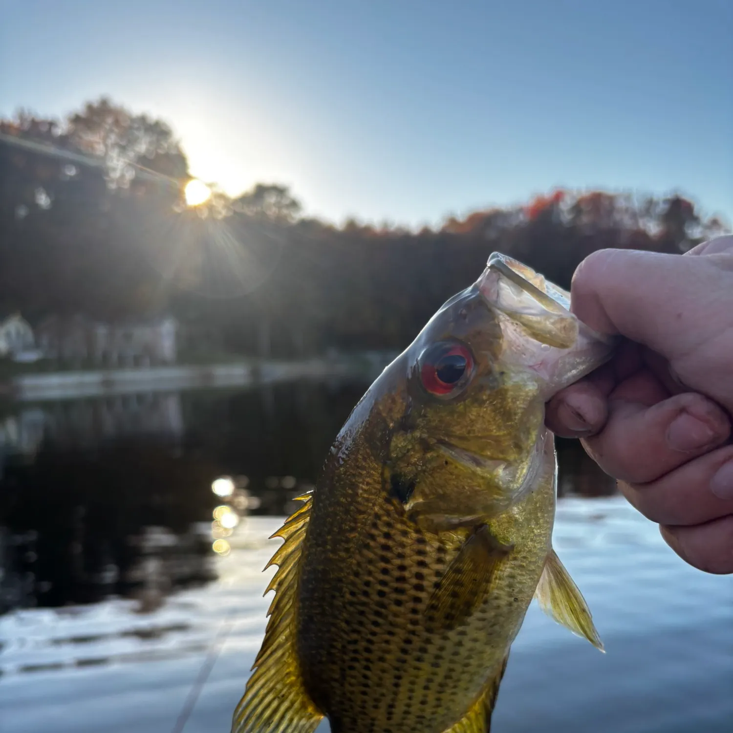 Rock bass caught on Fishbrain