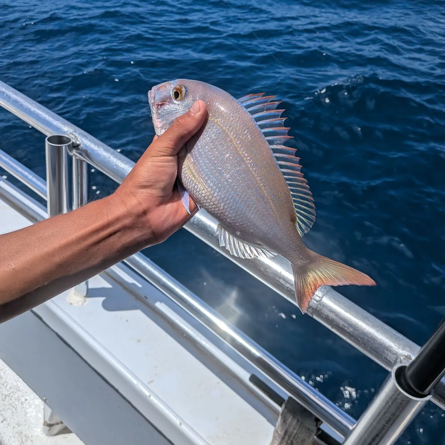 The most recent Crimson jobfish catches on Fishbrain