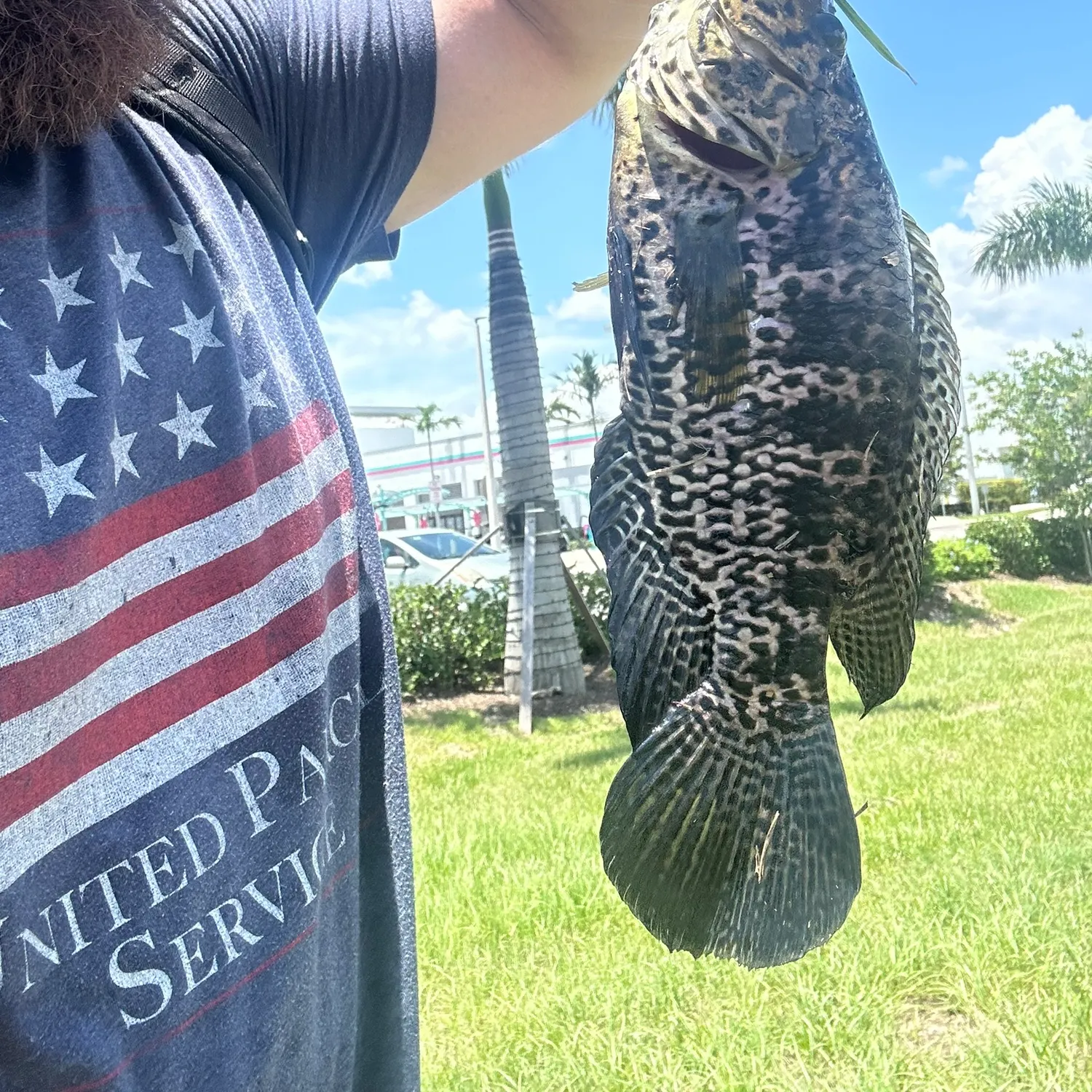 The most recent Jaguar cichlid catches on Fishbrain