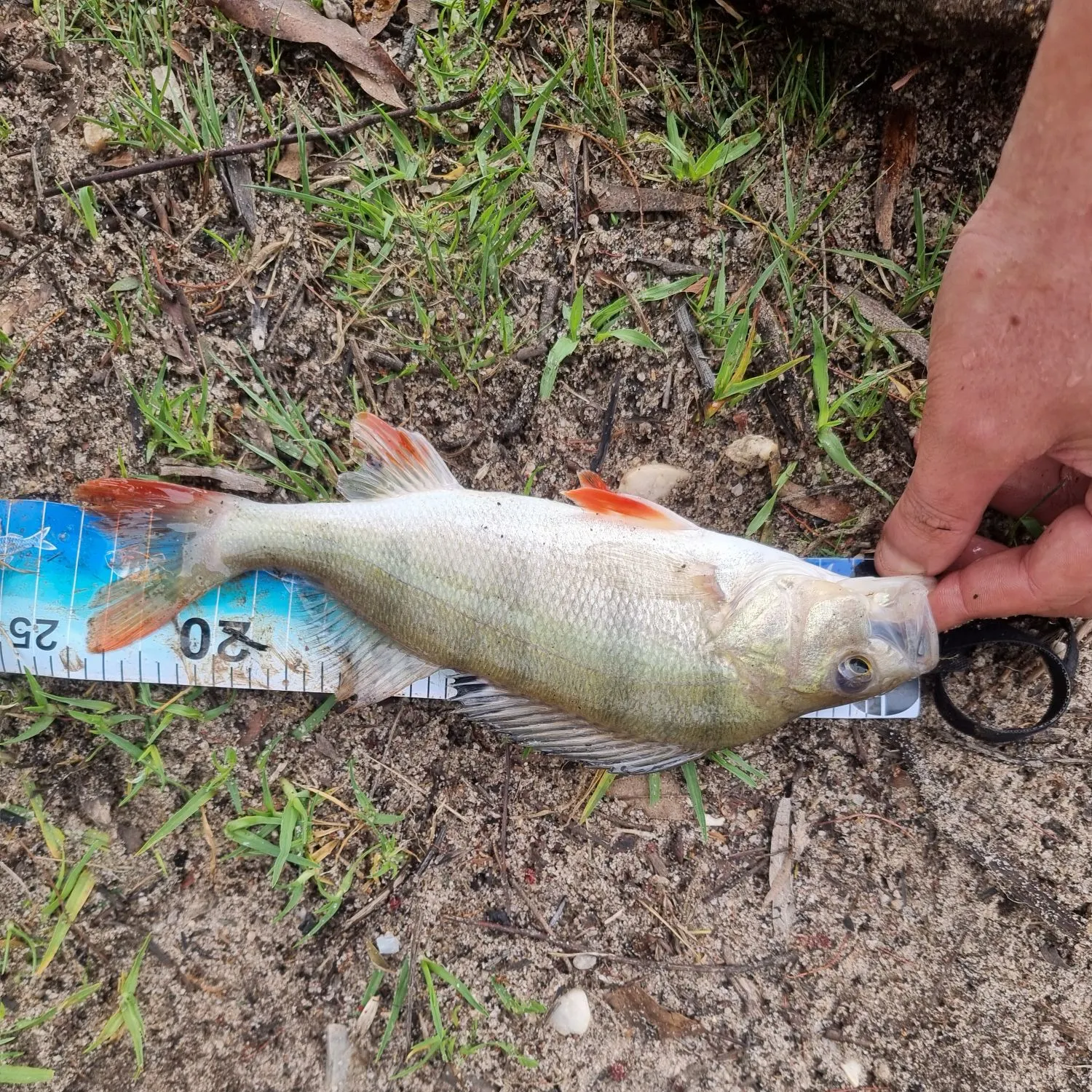 European perch caught on Fishbrain
