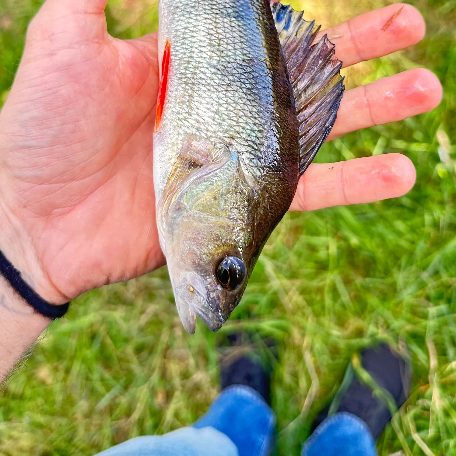 European perch caught on Fishbrain