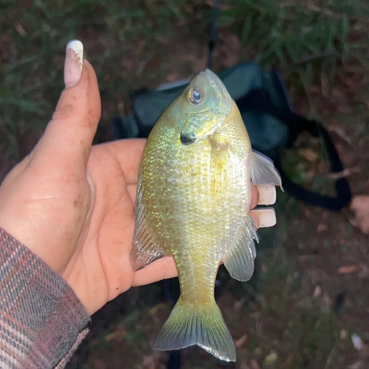 White crappie caught on Fishbrain