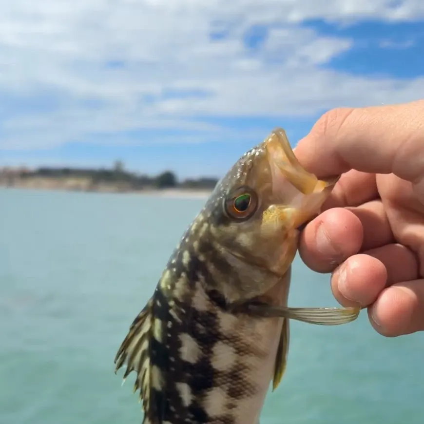 Kelp bass caught on Fishbrain