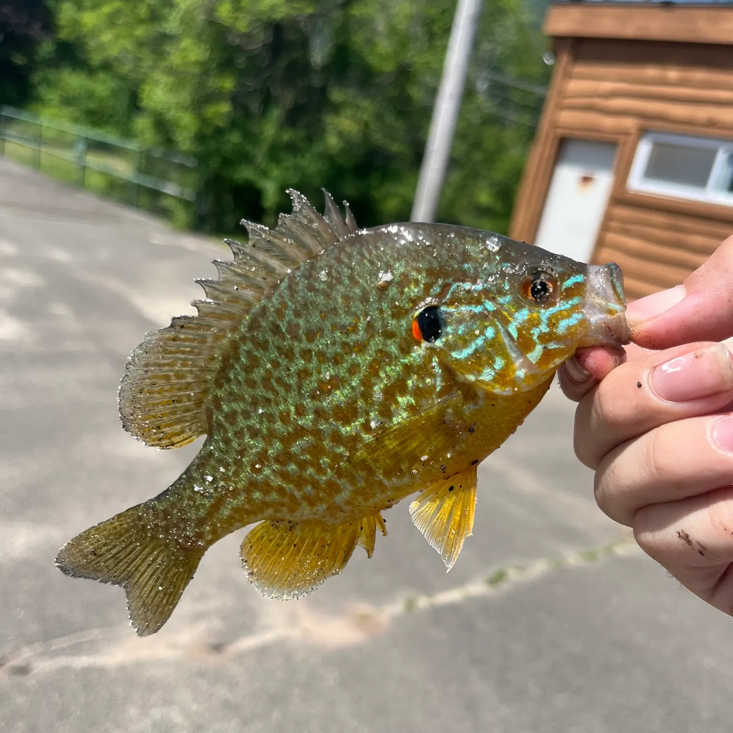 catch