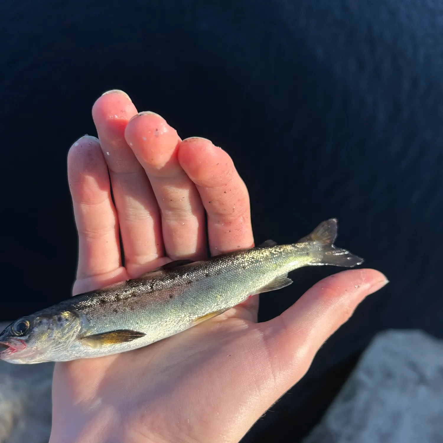 Landlocked atlantic salmon caught on Fishbrain
