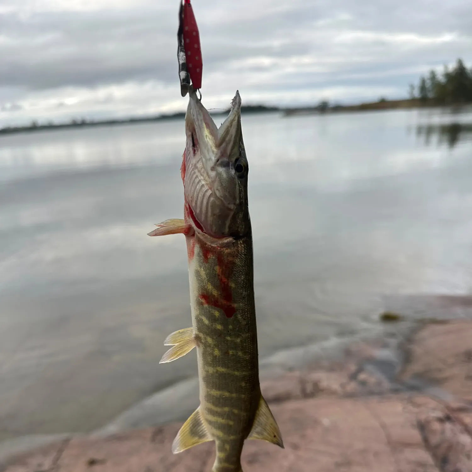 Northern pike caught on Fishbrain