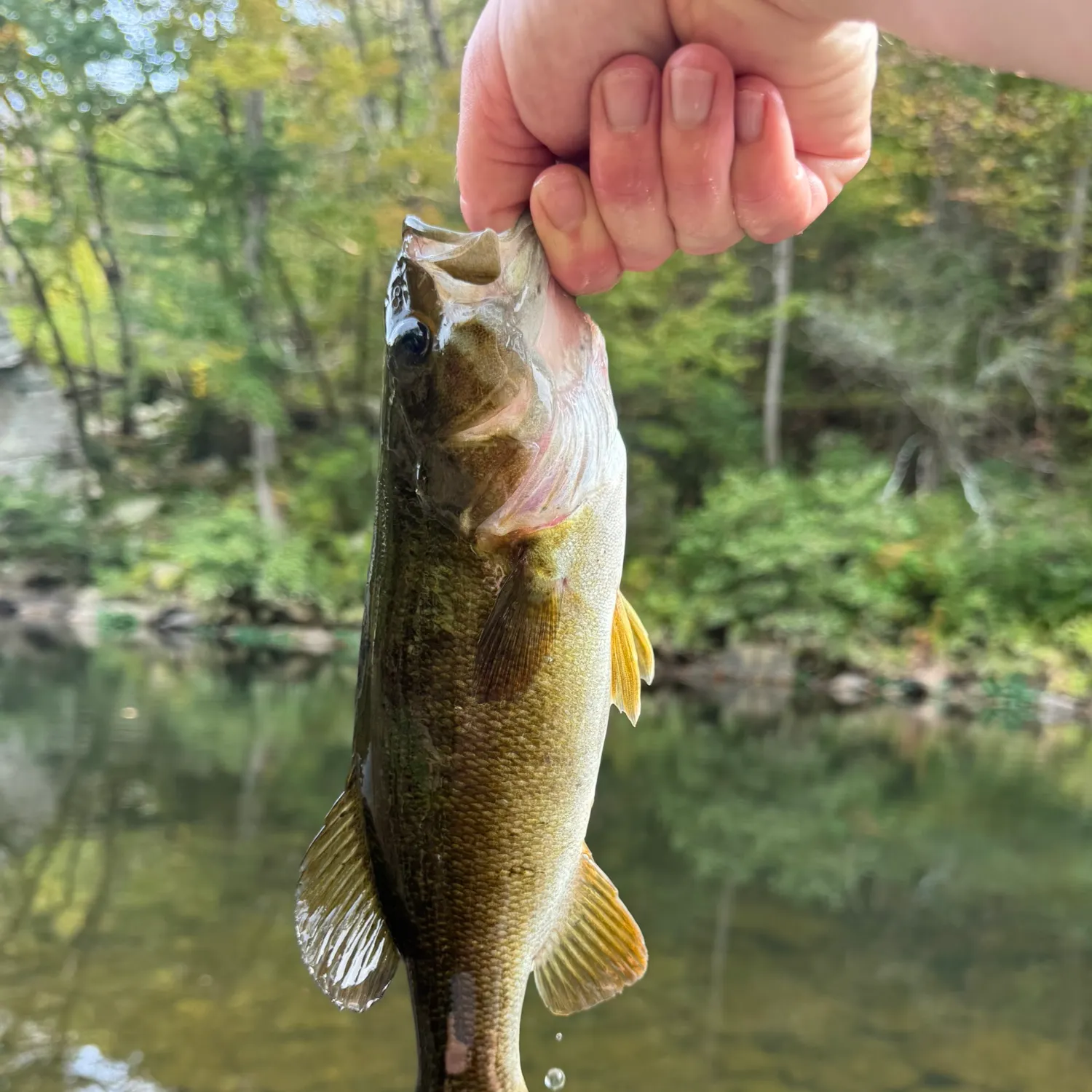 Smallmouth bass caught on Fishbrain