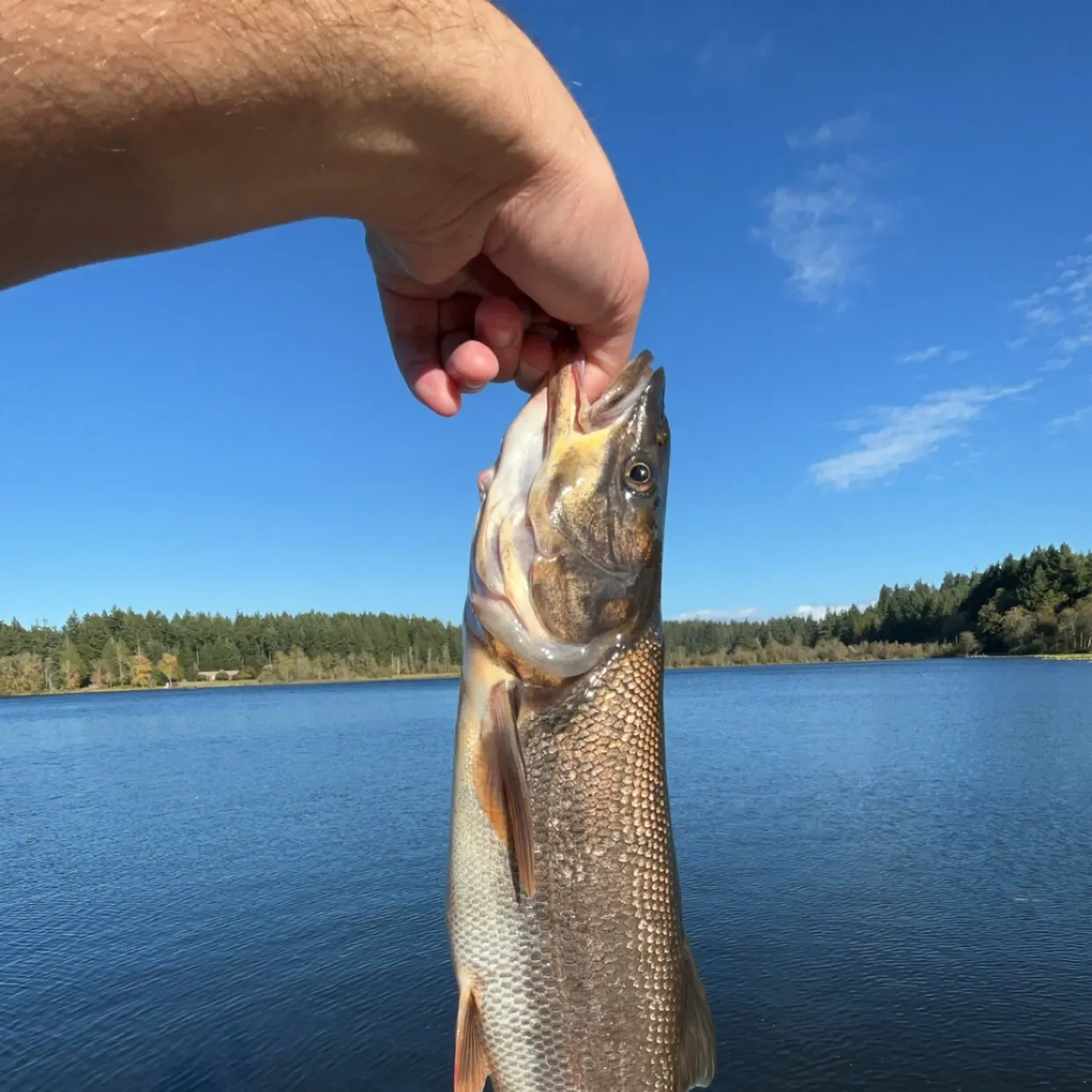 Northern pikeminnow caught on Fishbrain