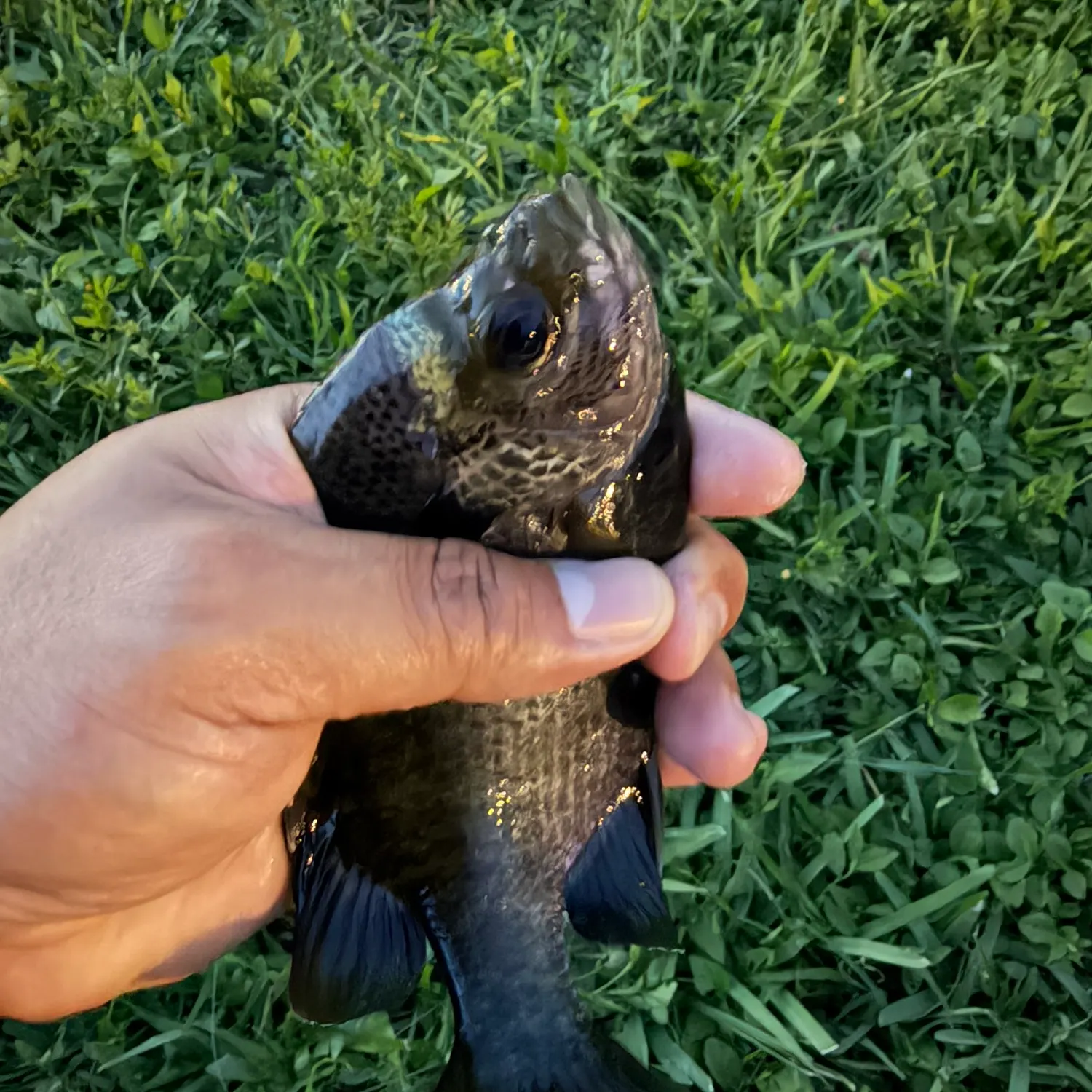 Bluegill caught on Fishbrain