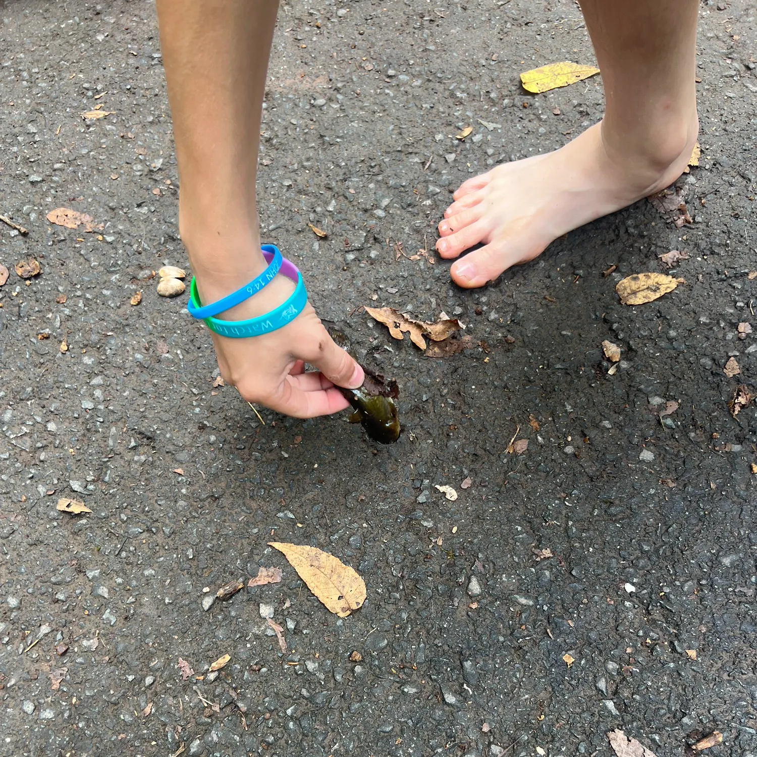 Yellow bullhead caught on Fishbrain