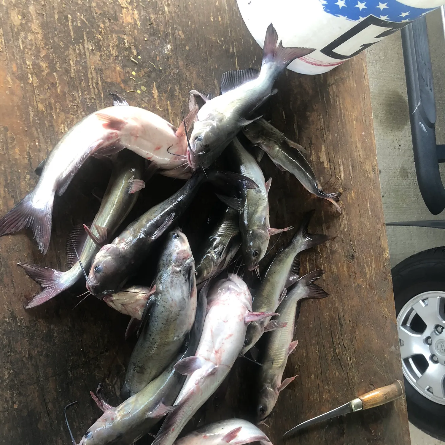recently logged catches