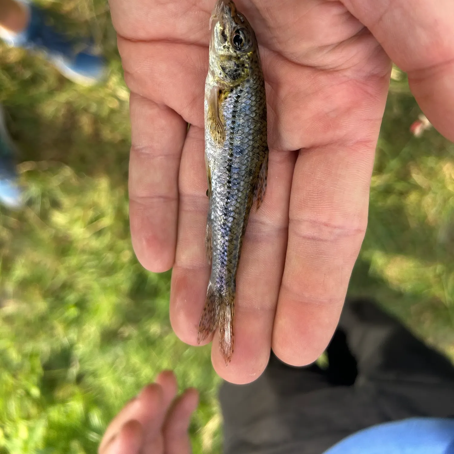 Gudgeon caught on Fishbrain