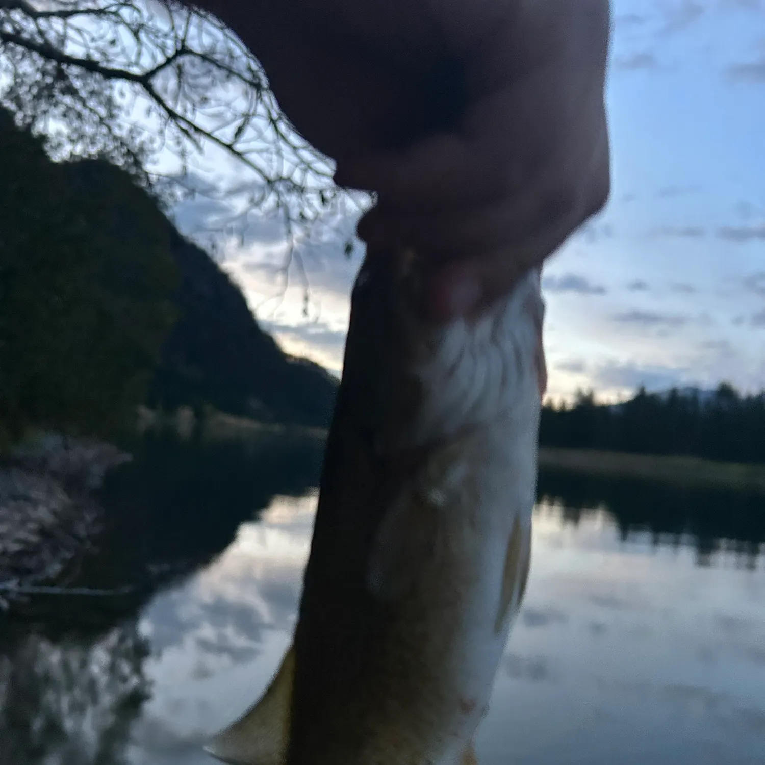 Smallmouth bass caught on Fishbrain