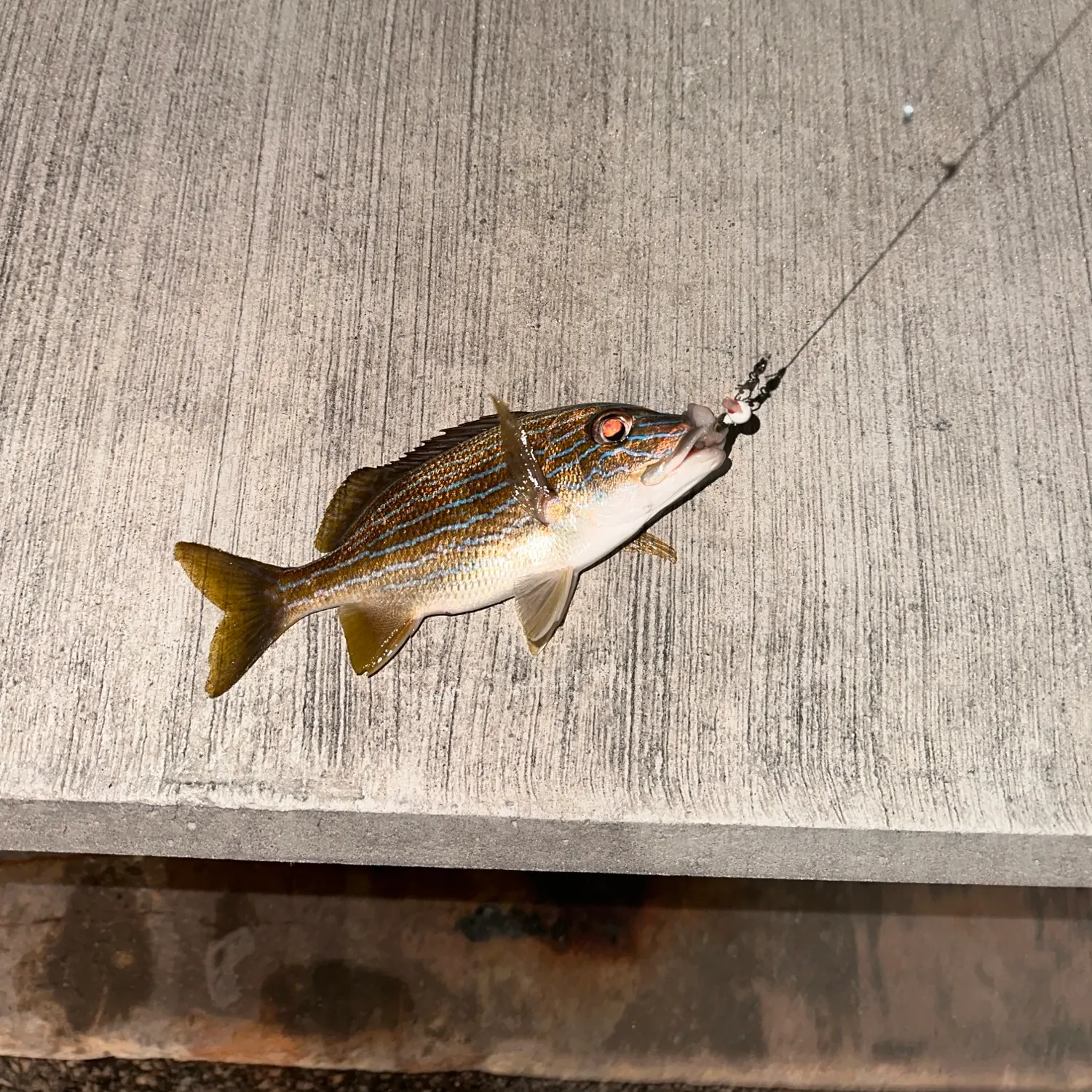 Bluestriped grunt caught on Fishbrain
