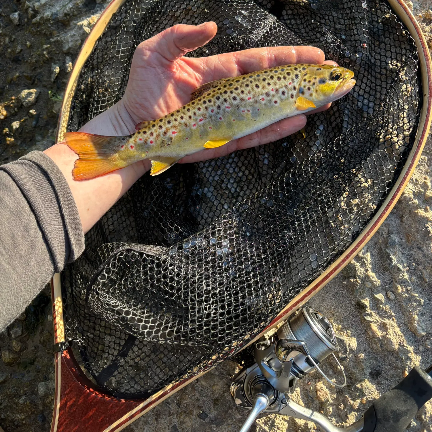 The most recent Lake trout catches on Fishbrain