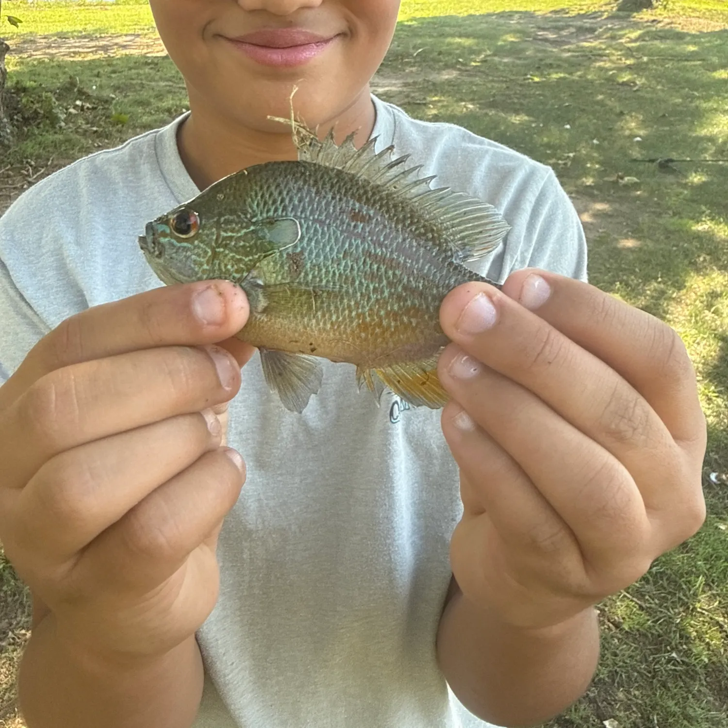 Longear sunfish caught on Fishbrain