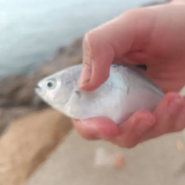 The most recent Derbio pompano catches on Fishbrain
