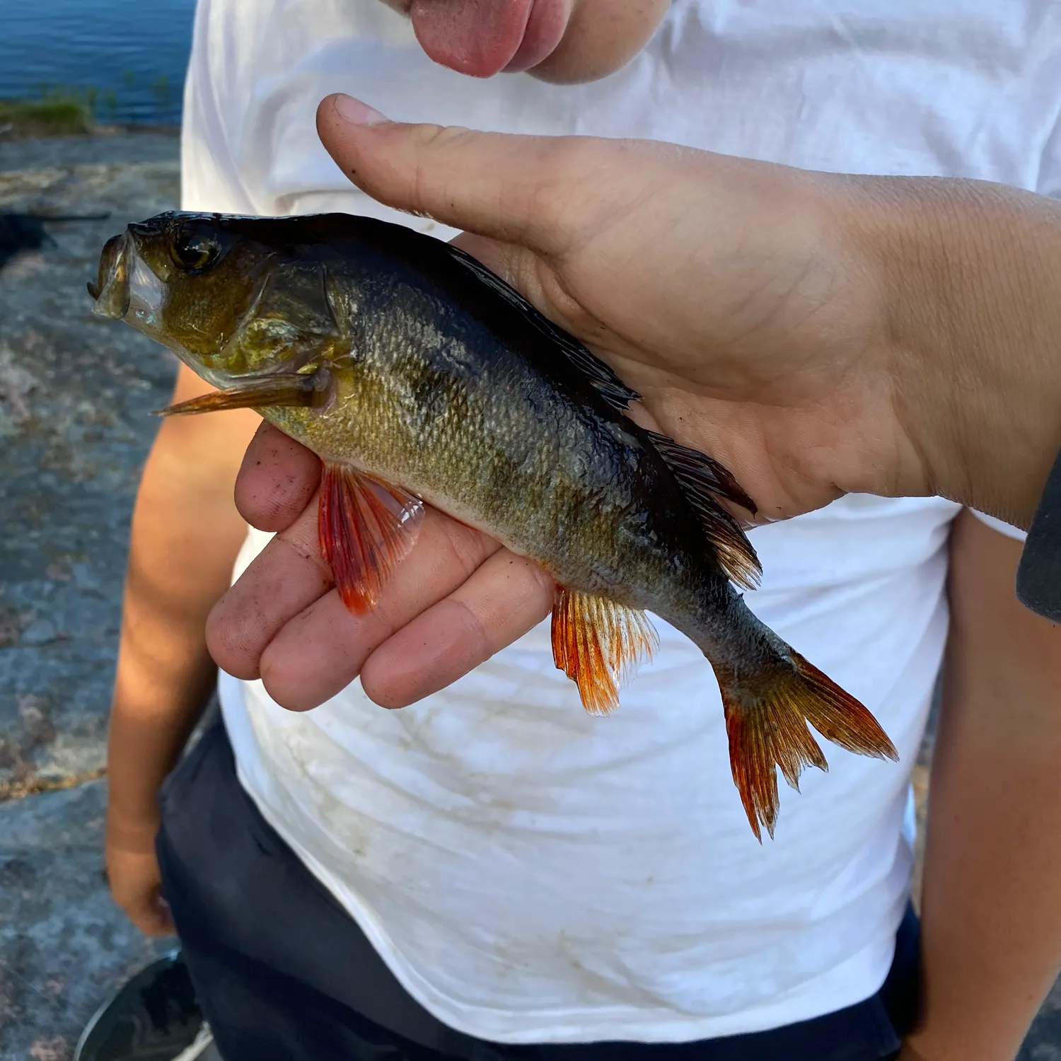 The most recent European perch catches on Fishbrain