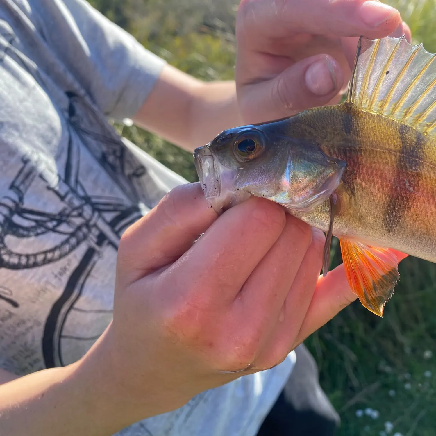 European perch caught on Fishbrain