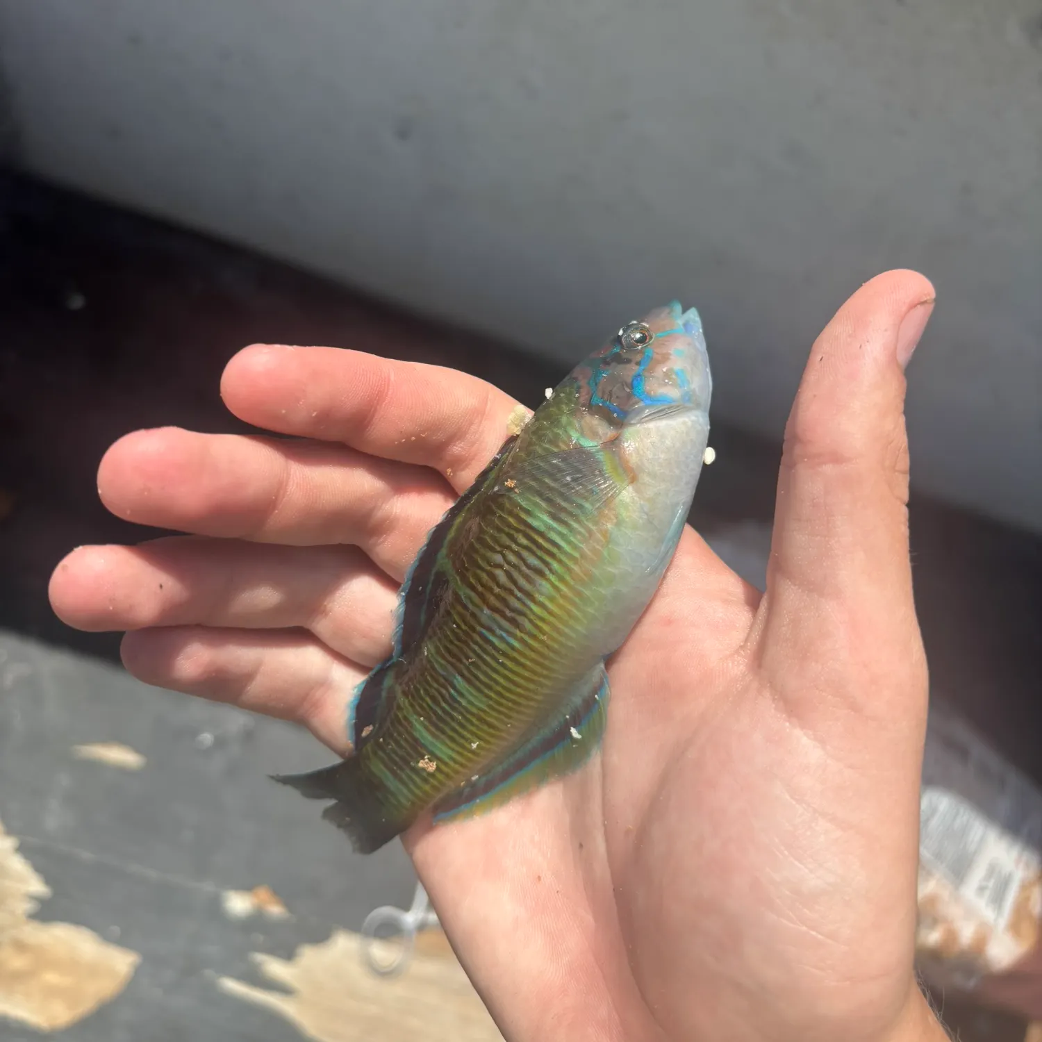 Fish caught on Fishbrain