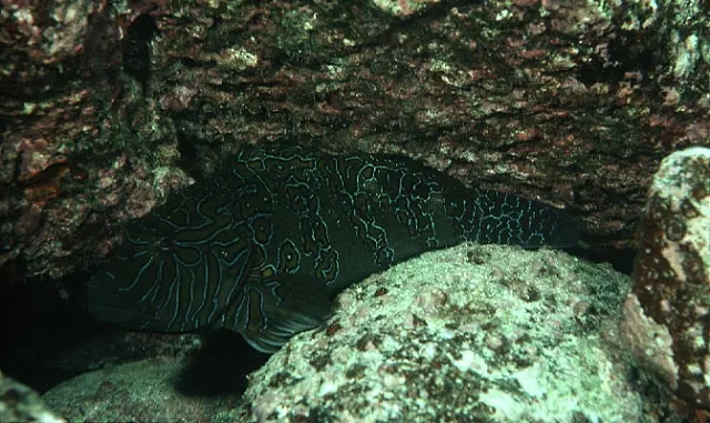 Giant hawkfish