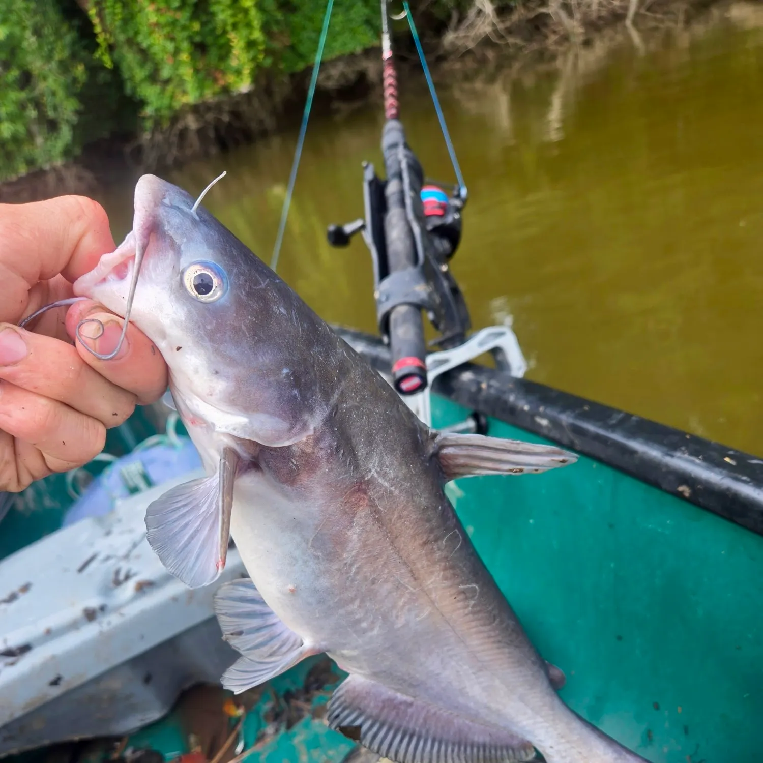 Blue catfish caught on Fishbrain