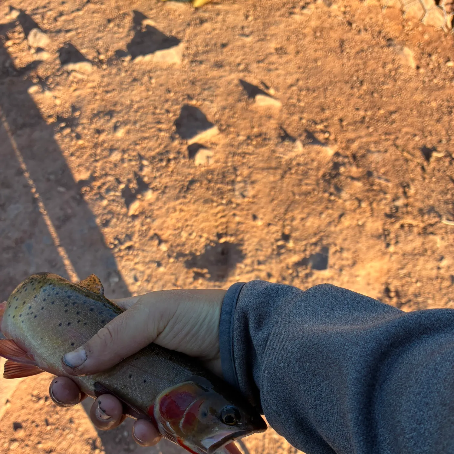 Fish caught on Fishbrain