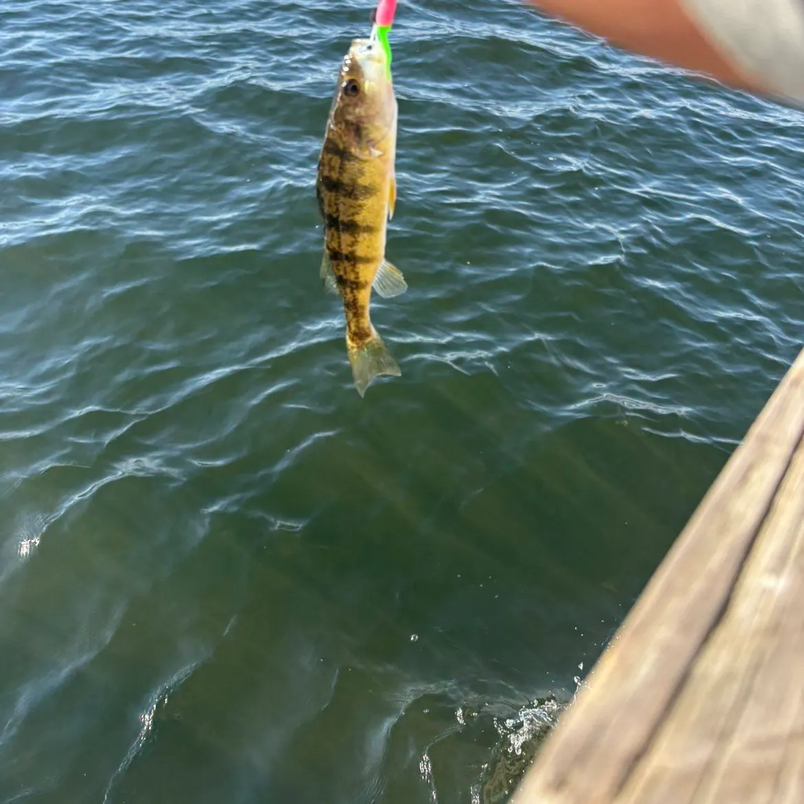 Yellow perch caught on Fishbrain