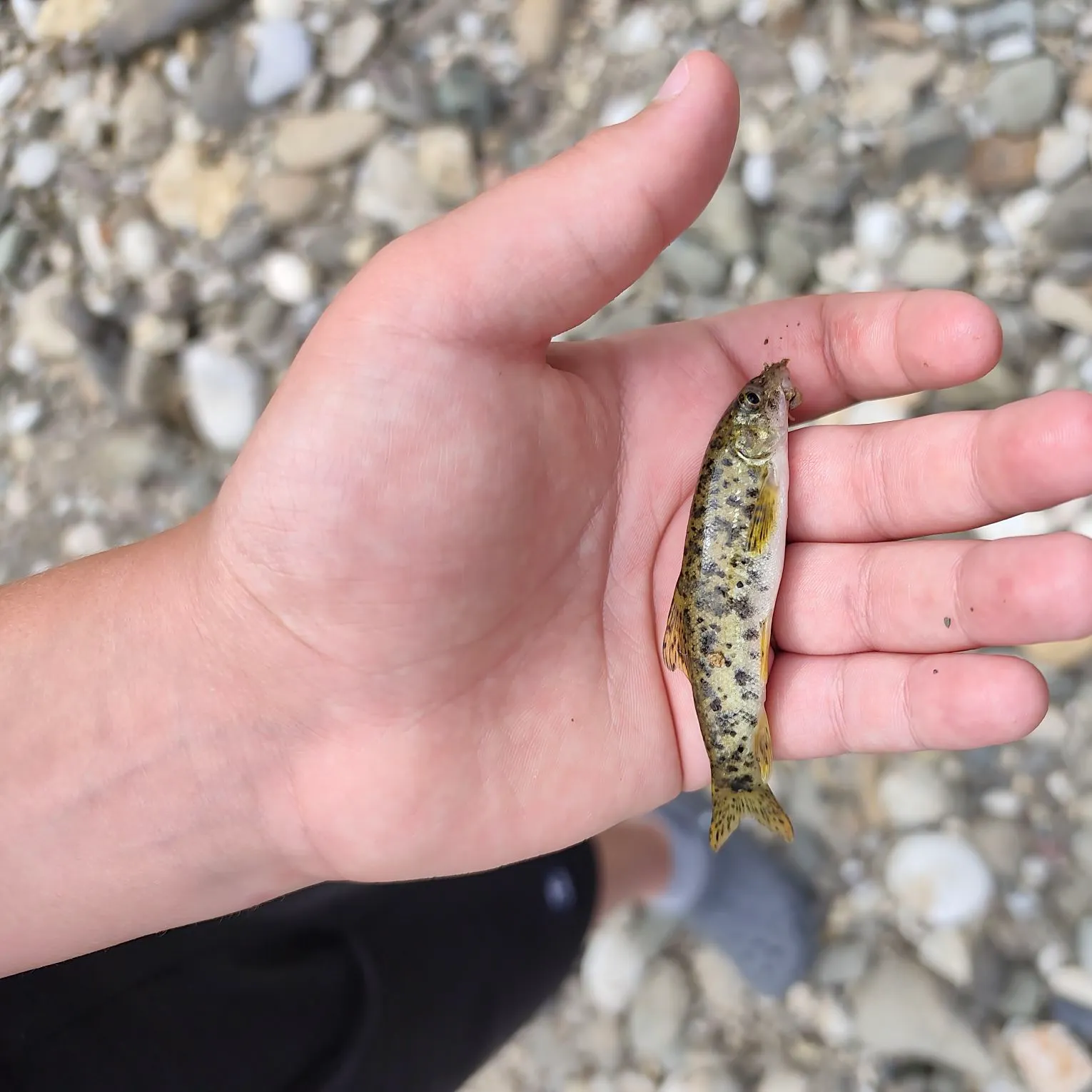 The most recent Mediterranean barbel catches on Fishbrain